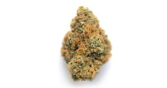 White Truffle